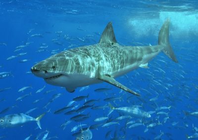 Dive with the Sharks