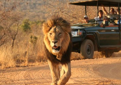 On Safari in VR